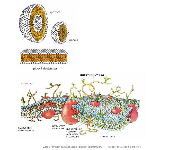 lipoz